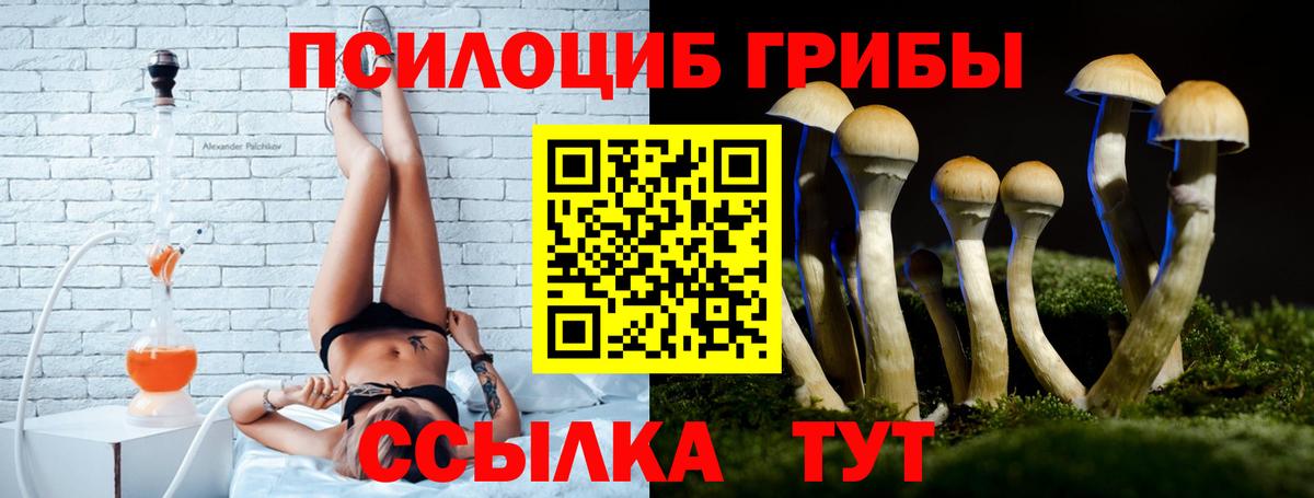 Псилоцибиновые грибы Psilocybe Дятьково